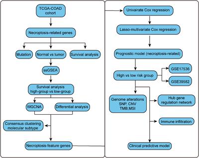 Integrated analysis of necroptosis-related genes for evaluating immune infiltration and colon cancer prognosis